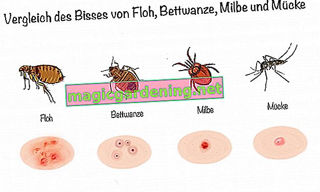 Comparison of the bites of flea, bed bug, mite and mosquito