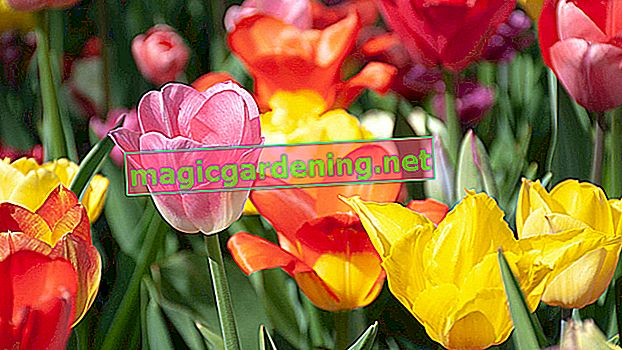 Řezané tulipány po etapách - kdy a jak?