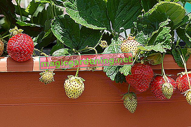 Everbearing strawberries - top varieties - lots of care tips