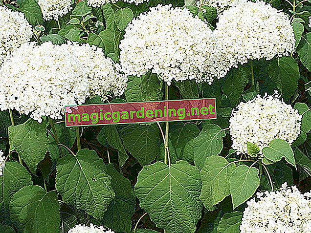 Snowball hydrangea “Annabelle” also flowers in the shade