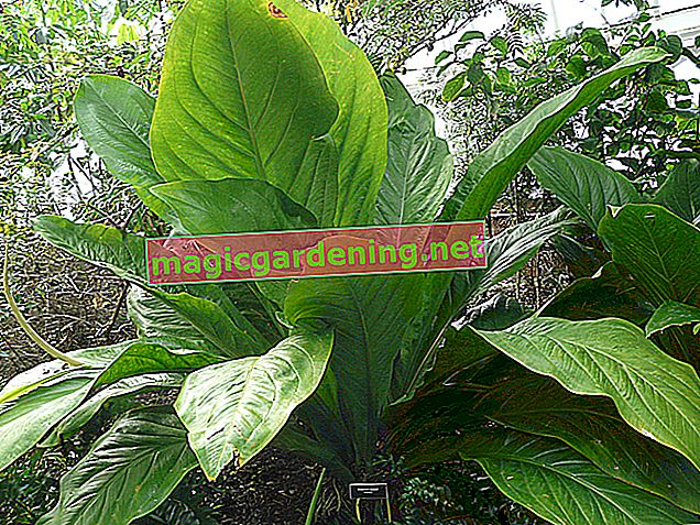 Anthurium: care and varieties