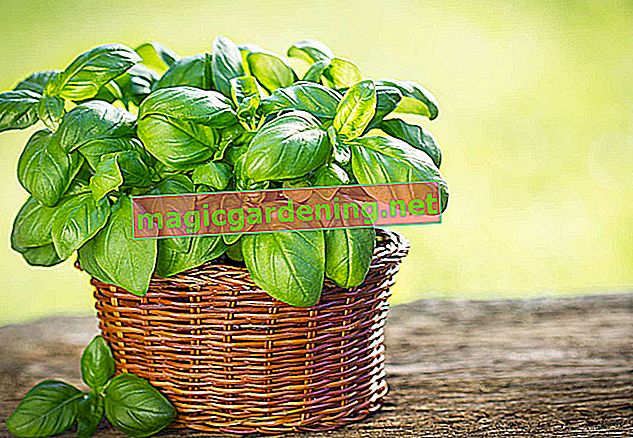 Under what conditions can basil overwinter?