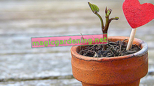 Propagate candlestick flowers by cuttings or tubers