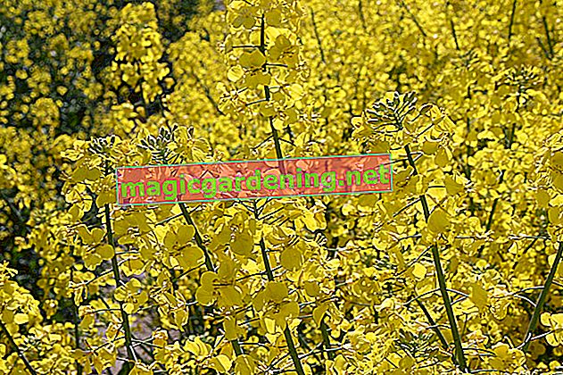 Mustard plant and its difference to rapeseed