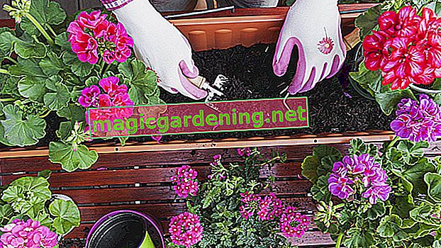Planter des jardinières de manière imaginative en automne - conseils pour une belle plantation d'automne