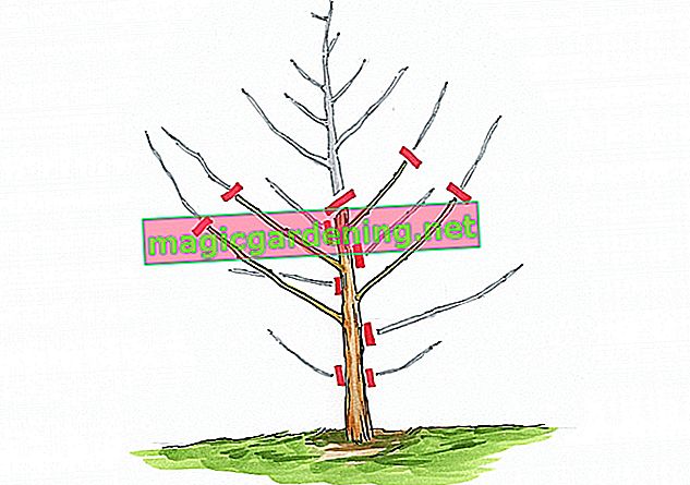 Zvyšování broskvového stromu