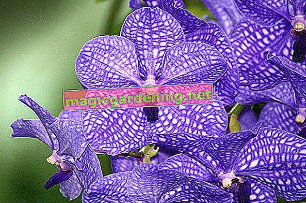 Prawidłowe zawieszenie orchidei - tak udają się egzotyczne dekoracje okienne