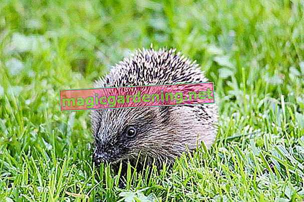 hedgehog droppings