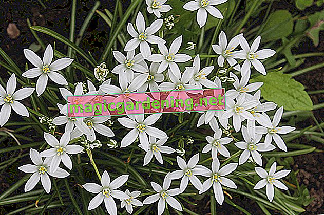 Caring for ornithogalum (milk star) properly - tips for care