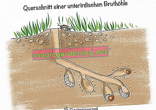 Cross section of an underground breeding cave