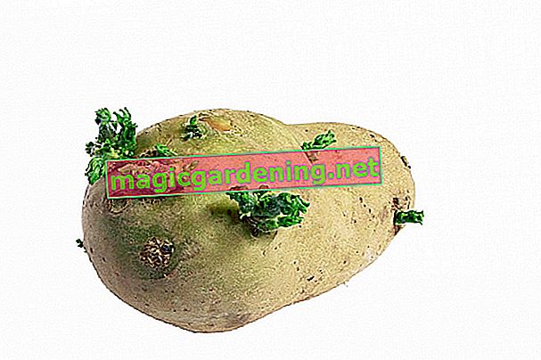 zelené brambory
