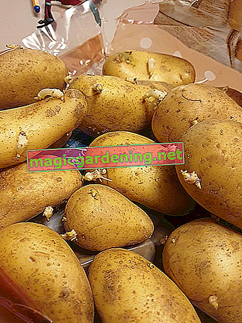 Green potatoes - edible or poisonous?