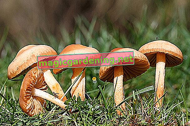 champignons dans la pelouse