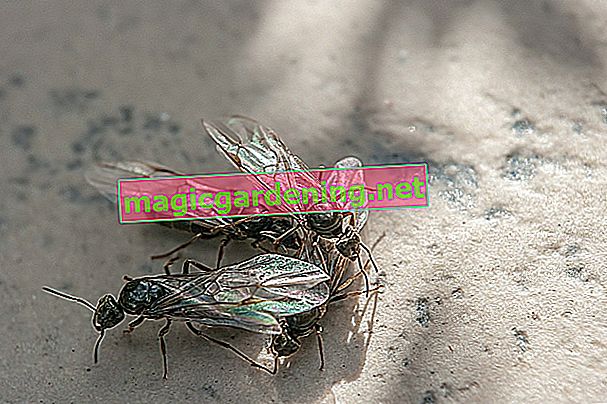lievito in polvere contro le formiche
