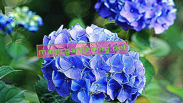 Hortensja „Pinky Winky”: Właściwa pielęgnacja pięknych kwiatów