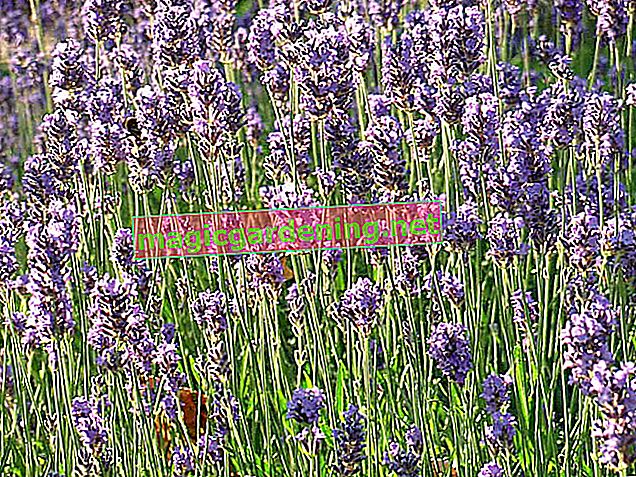 Plant lavender in the garden