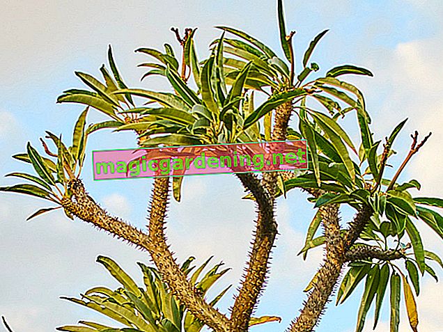 Madagaskarska palma: najbolji savjeti za njegu