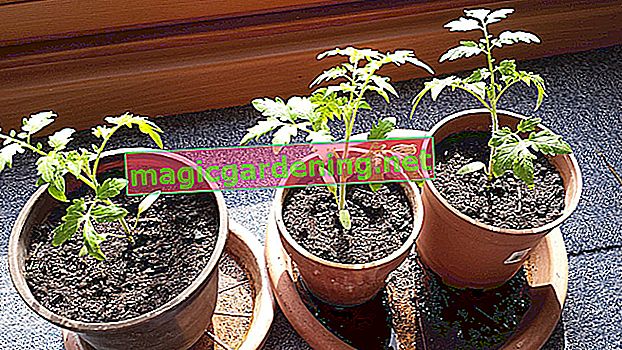Uzgoj rajčice iz sjemenki sami - tako se to radi