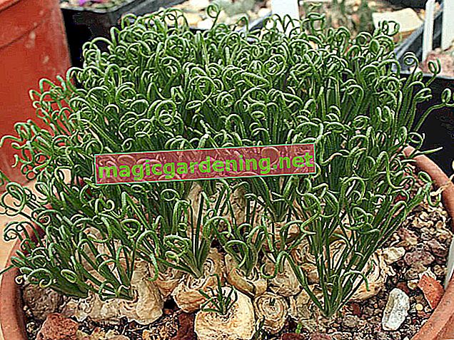 Albuca spiralis - briga za neobičnu biljku