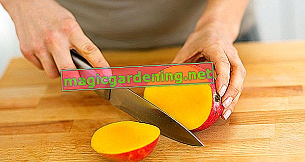 Come tagliare correttamente l'albicocca: consigli pratici