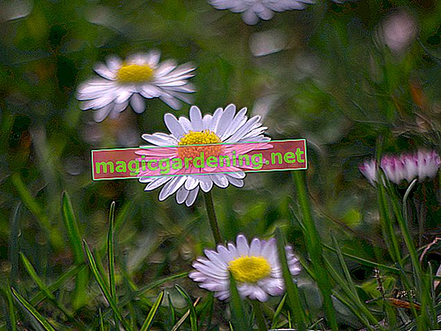 Are Bellis Perennial? - This is how daisies grow in the garden
