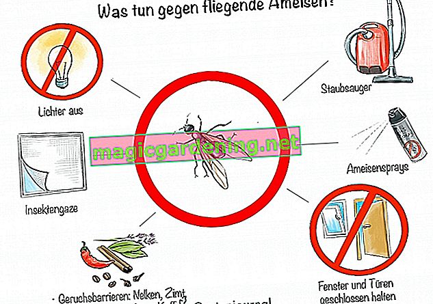 Какво да правим срещу летящи мравки