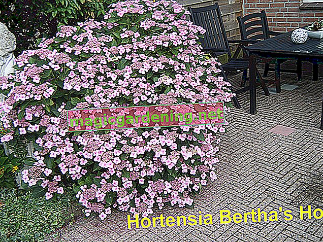 The best care for Clematis montana - this is how it works
