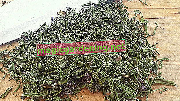 This is how tarragon is dried
