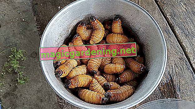 What to do with maggots in potting soil?