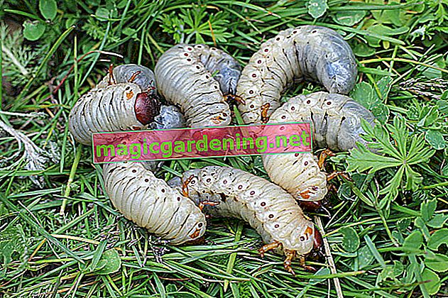 How to fight white grubs in the flower pot