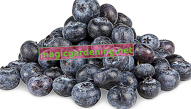 Blueberries - season and harvest