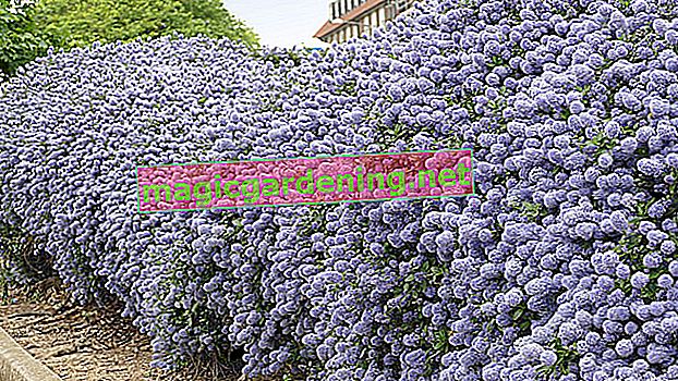 Which bushes are suitable as privacy screens? - Nice, opaque bushes
