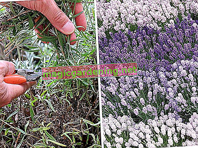 Come tagliare correttamente l'erba cipollina - tutorial per la cura del taglio