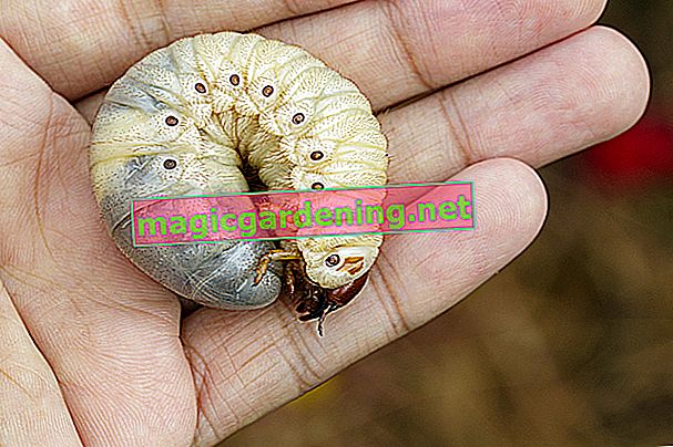 larva di cockchafer