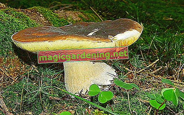 Заморожування грибів білих грибів - так ви зберігаєте ароматні лісові гриби