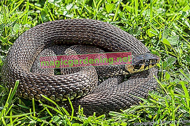 Grass snake in the garden - how to react correctly