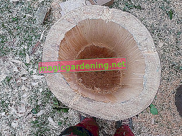 Hollow out a tree trunk - This technique works
