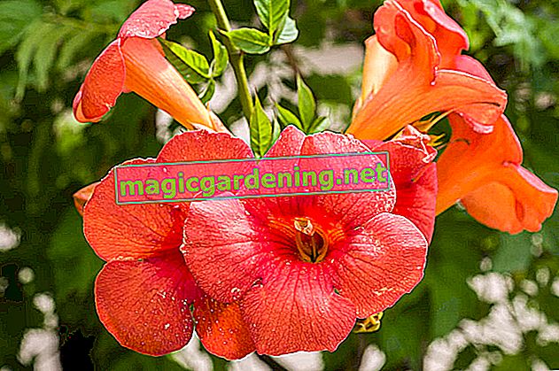Trumpet flower: care and varieties