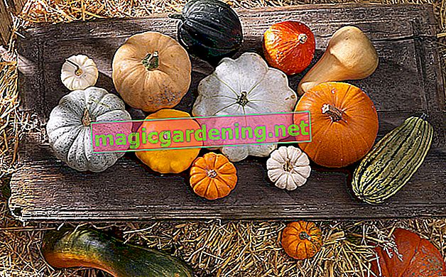 Are certain types of pumpkin poisonous?