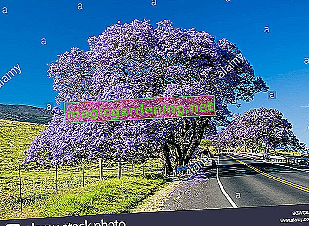 La période de floraison de l'arbre Jacaranda est au printemps