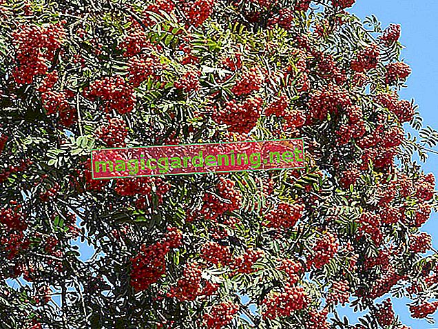 Cornelianské třešně nejsou jedovaté a lze je konzumovat i syrové