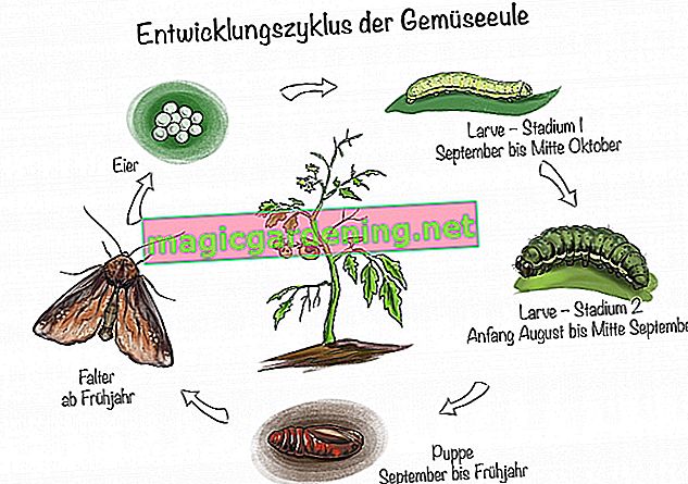 Cycle de développement du hibou végétal