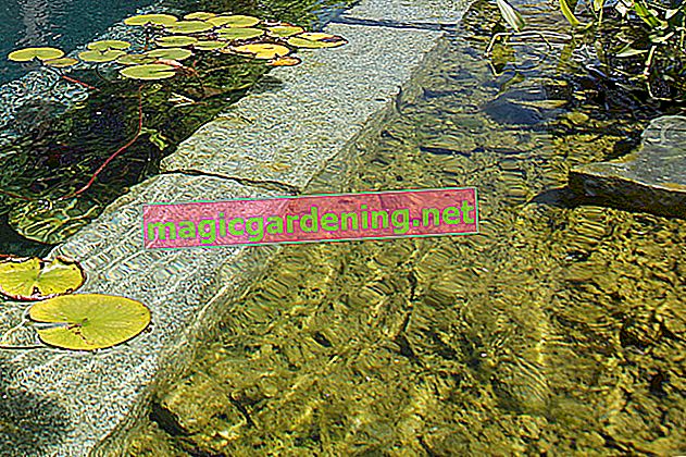 Водни растения срещу водорасли в градинското езерце