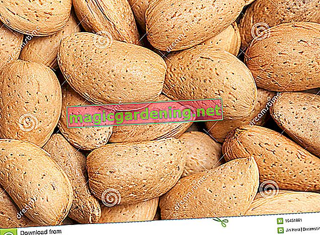 Zaměřte se na mandle: ořechy nebo ovoce?