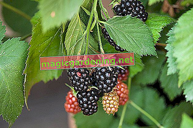 The blackberries and the dreaded fox tapeworm