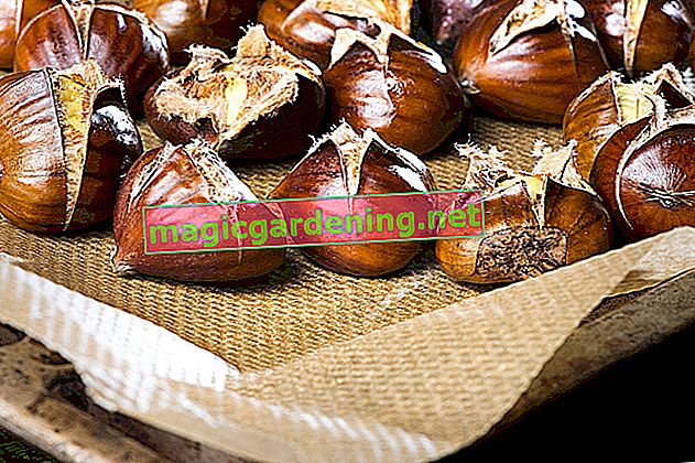 Freezing chestnuts - this is how you can keep your chestnuts longer