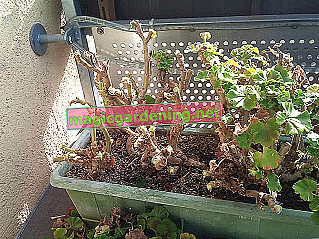 How to overwinter geraniums in a flower box