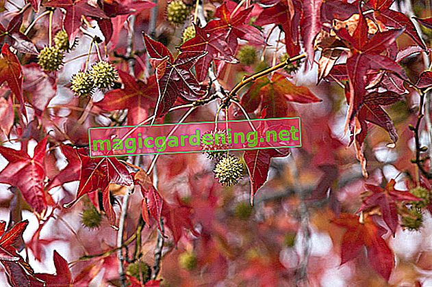 Amberbaum – Früchte und Blüten in Augenschein genommen