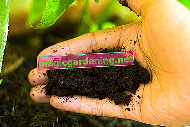 coffee-grounds-than-fertilizer