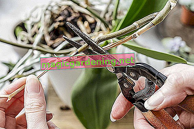 Kako pravilno obrezati orhideju Dendrobium